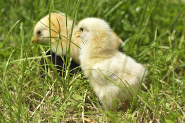 little chicken on a grass