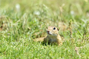 gopher in the nature