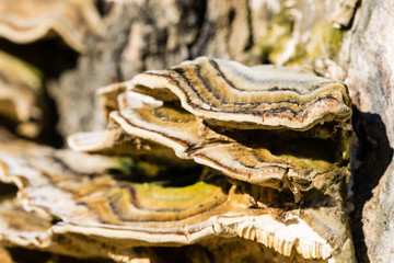Fungus mushroom levels on the side of a tree trunk