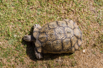An African Tortoise
