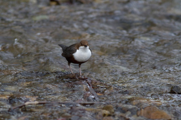 White-throated dipper, Cinclus cinclus on a mountain river