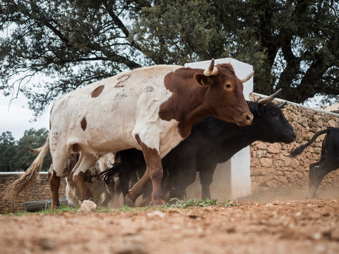 Spanish Fighting Bulls Running