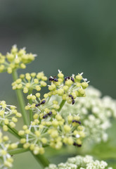 ant on top angelica flower