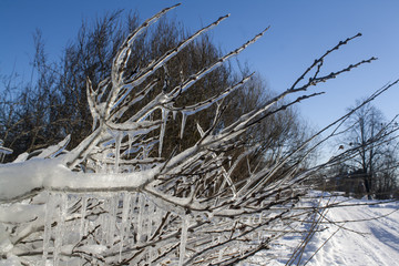 ice covered bush