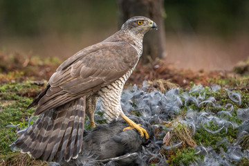 Northern Goshawk with prey