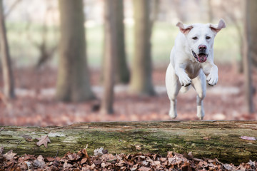 labrador retriever hund springt über einen baumstamm im wald mit textfreiraum