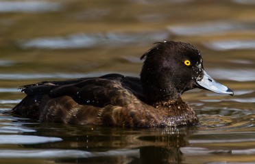 Reiherente im Schlosspark Charlottenburg in Berlin 