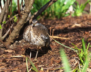 Gut getarnte Sonnenralle
