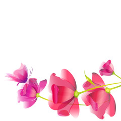 beautiful pink flowers , on a white