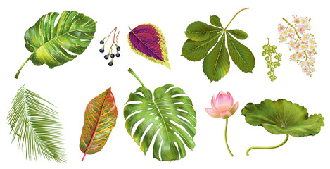 Tropial plants set © purplebird