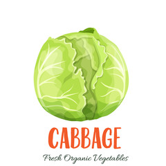 Vector cabbage vegetable