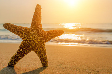 Fototapeta na wymiar Beautiful beach with sunrise background. Focus on sea starfish.
