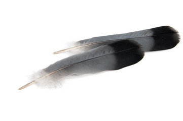 bird feather isolated on a white background