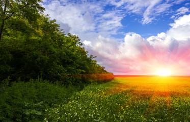  grass and trees on a background of storm clouds at sunset.