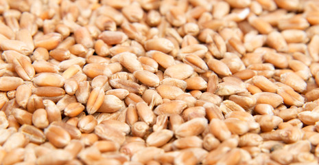 whole background of wheat grain