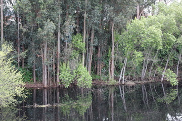 Eucalyptus grove reflecting in pond