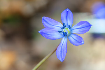 nice scilla bifolia flower