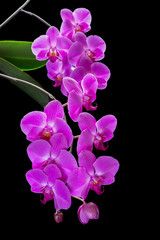 Fototapeta na wymiar Purple Orchid on a black background