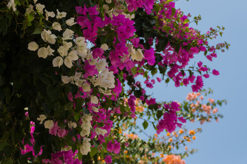 Blossoming Bougainvillea flowers.