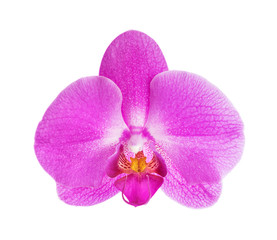 Orchid flower on white background