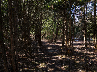 Spring forest, trees, nature, landscape, day, clear sky