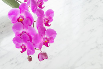 Pink orchid on marble surface