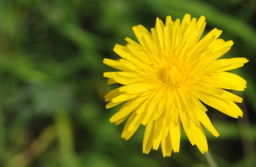 Flor toda amarela com fundo em tons de verdes desfocado