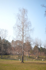 Fototapeta premium Natural forest photography