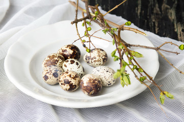 Quail eggs and tree branches