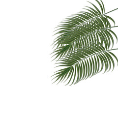 Three tropical palm leaves. Isolated on white background. illustration