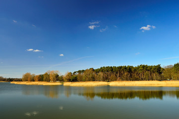Brzeg jeziora z drzewami i trzcinami na tle niebieskiego nieba.