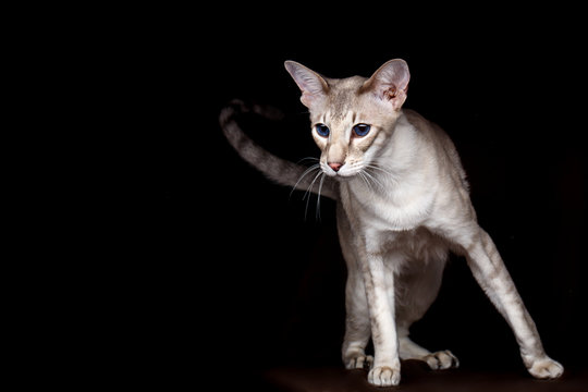 Portrait of Peterbald Sphynx Cat Curiosity Looks on Isolated Black background