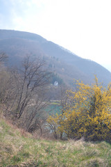 Natural forest photography