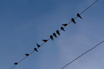 common swallows