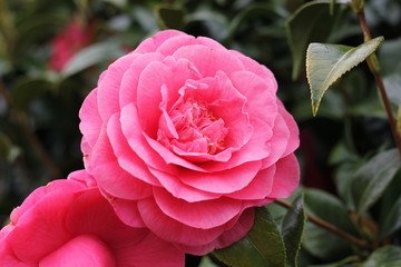 Vibrant pink flower growing from a green leafy bush