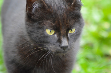 Black cat eye macro photography