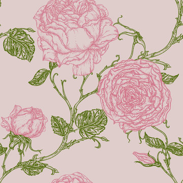 Peony or rose flower in victorian etching style.