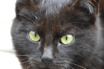 Black cat eye macro photography