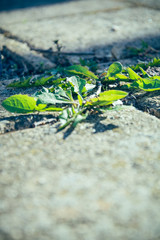 weed on the street