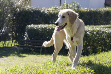 Cani al parco