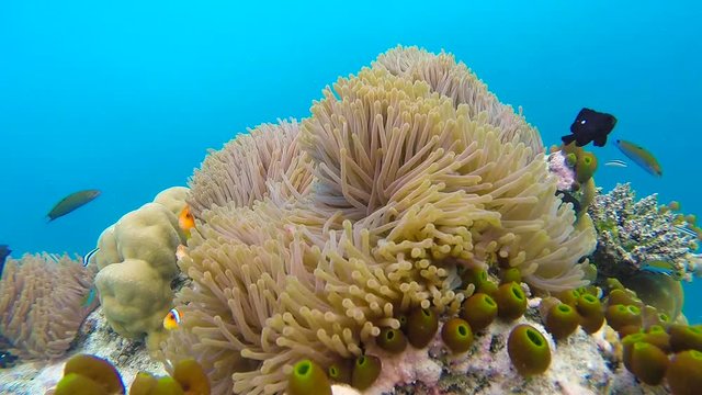Ocean scenery on shallow coral reef. Underwater video of the ocean. Small fish swim erratically and hidden by algae. Colored corals and fish in the Maldives.