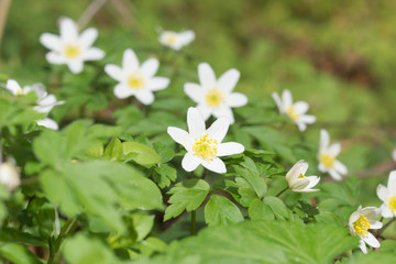 Fototapeta na wymiar Anemonen Blüten im Frühling
