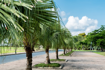 coconut tree in rows in park