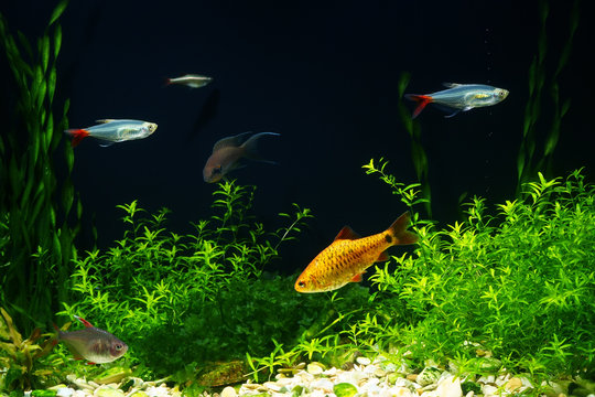 Planted aquarium with fish