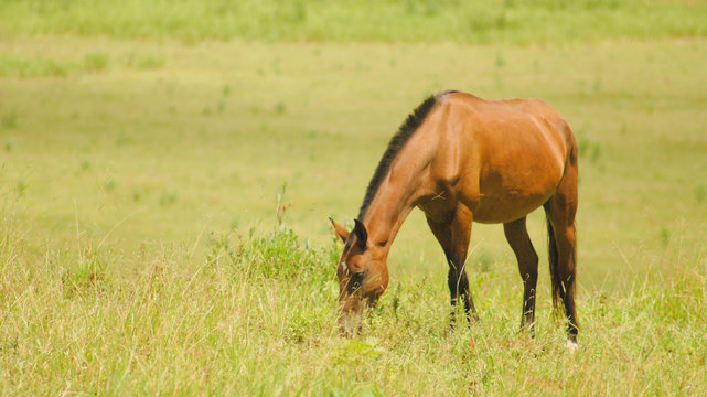 Brown horse grazing on farm in the state of Minas Gerais, Brazil © Hugo
