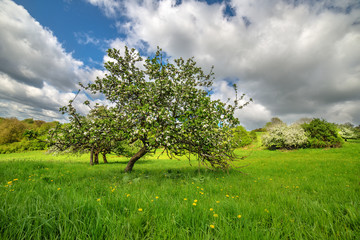 Fototapeta na wymiar Apfelbaum blüht im Garten, Landschaft mit Gras und Löwenzahn, Wolke im Himmel