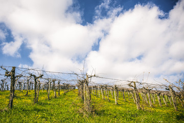 Obraz premium Wineyard in Abruzzo
