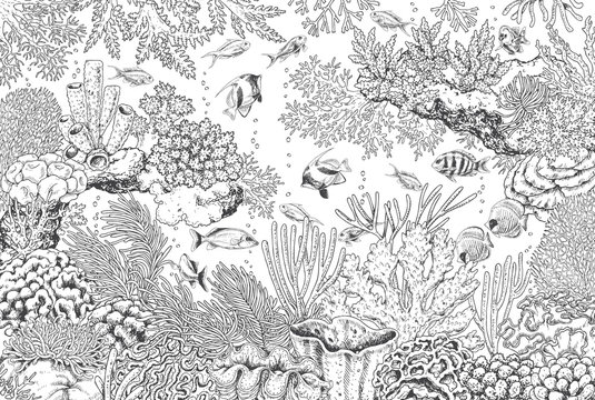 Underwater Landscape with Corals and Fishes