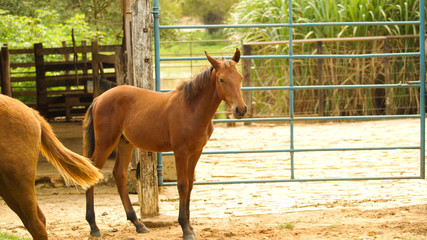 Brown horses on farm in the state of Minas Gerais, Brazil