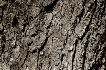 Natural old tree texture